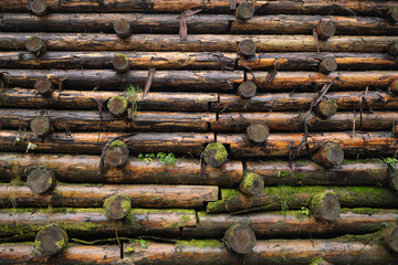 Log spruce trunks pile. Sawn trees from the forest. Logging timber wood industry. Cut trees along a road prepared for removal. High quality photo