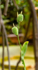 The flower of Canna indica (Cannaceae). It is native to much of South America, Central America, the...