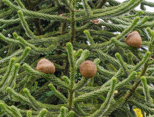Monkey tree, Araucaria araucana. Comes from the Andes in Chile, more specifically from southern...