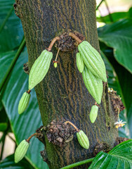  tree or cocoa tree (Theobroma cacao) is an evergreen treeCacao native to tropical America.