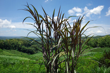 Vertigo fountain grass (Pennisetum purpureum)