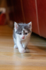 Baby cat walking