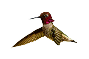Fototapeta premium Anna's Hummingbird (Calypte Anna) High Resolution Photo, Showing its Colors, on a Transparent PNG Background