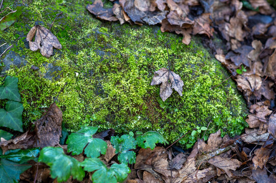 Moss and dry leaves in the forest