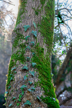 Tree with ivy and moss on the bark