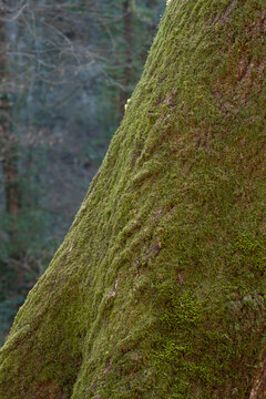 Tree with moss on the bark
