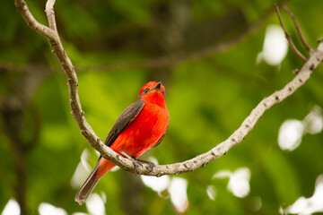 Red bird on a branch 