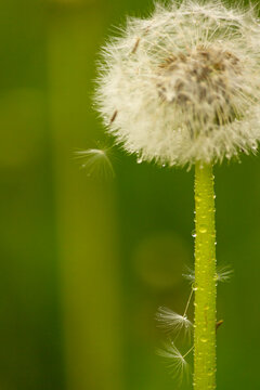 dandelion seeds in the wind