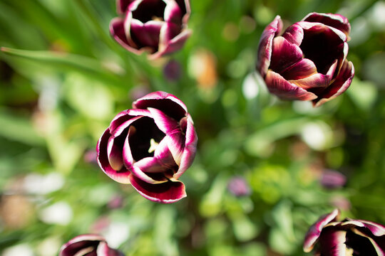 Tulip on a green background
