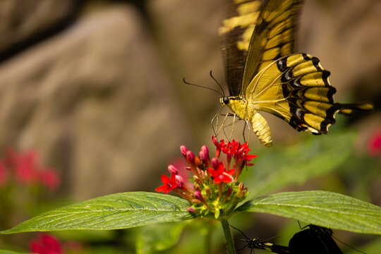 Yellow butterfly on flower