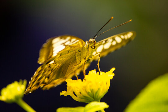 Butterfly on yellow flower