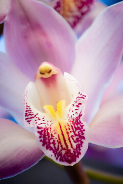 Orchid flower closeup