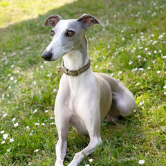 Obraz na płótnie Canvas This picture features a very stylish white and gray Italian Greyhound sitting on a grassy field.