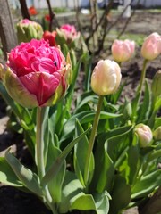 Unblown bud of a pink tulip in a flower bed among flowers