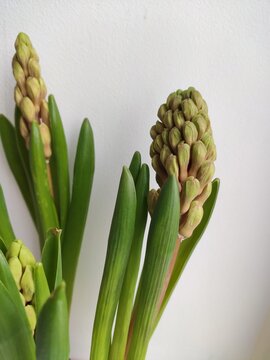 unbloomed green jacinth bud on a white background