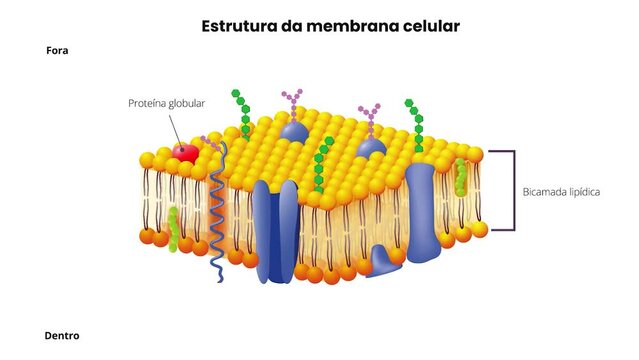 Membrana celular estrutura