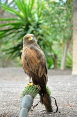 Juvenile Bald Eagle, Jungle Park, Tenerife