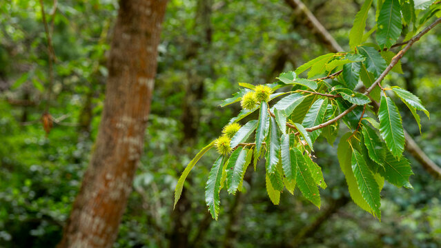 selective focus of fresh green prickly chestnuts on a sweet chestnut tree branch (Castanea sativa) with blurred background