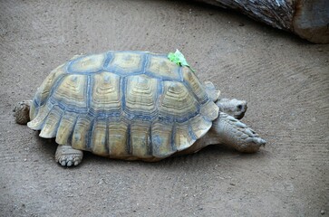 Turtle isolated in Jungle Park, Tenerife, Canary Islands, Spain