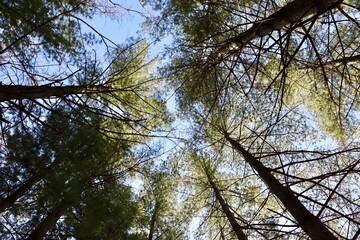 The tall pine trees in the forest.