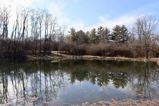 The quiet pond in the woods on a sunny day.