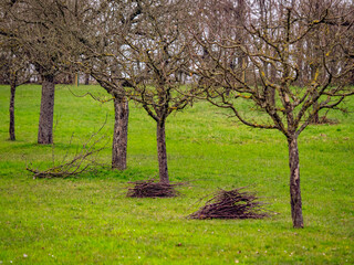 Fototapeta premium Frisch geschnittene Apfelbäume im Frühjahr