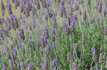 beautiful lavender flowers in spring