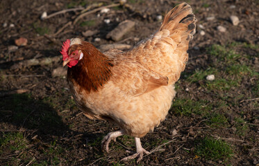 A brown domestic fowl runs across the ground and is photographed from the side.