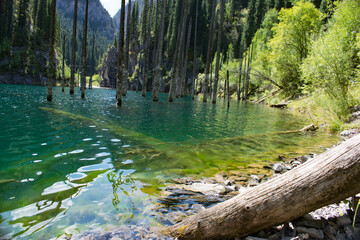 Picturesque mountain lake Kaindy with crystal clear water surrounded by dense coniferous trees. the...