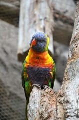 Parrot in Jungle Park Tenerife(Spain)