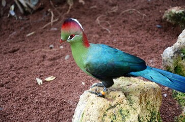 A beautiful green blue colored bird perched on a branch