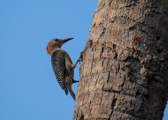 Golden-olive Woodpecker (Colaptes rubiginosus) in Central and South America