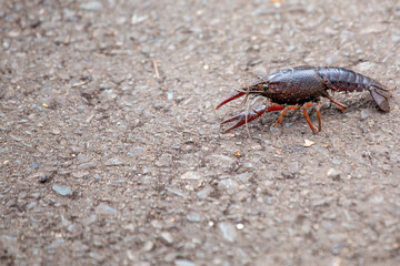 Crayfish (Astacoidea) in North American Rivers