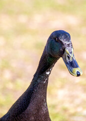 Domestic Mallard (Anas platyrhynchos domesticus) in Urban Parks