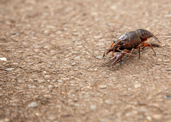 Crayfish (Astacoidea) in North American Rivers