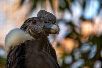Andean Condor (Vultur gryphus) in the Andes Mountains