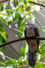 Barred Cuckoo-Dove (Macropygia unchall) in Southeast Asia