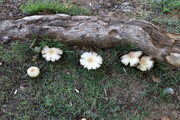 Toadstool mushrooms grow in a clearing in a city park.