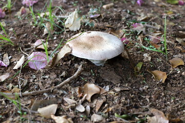 Toadstool mushrooms grow in a clearing in a city park.