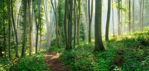 Panorama of Footpath through Natural Beech Forest with Sunbeams through Morning Fog