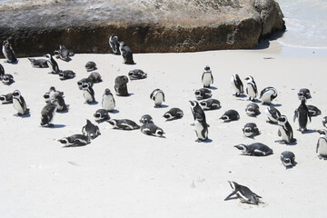 Penguins in the in the Boulders Beach Nature Reserve. Cape Town, South Africa - 753713072