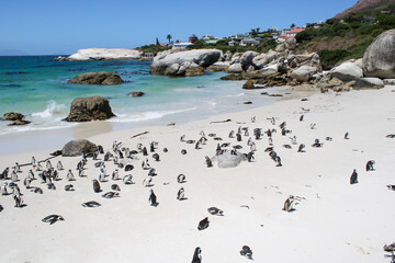 Penguins in the in the Boulders Beach Nature Reserve. Cape Town, South Africa - 753713076