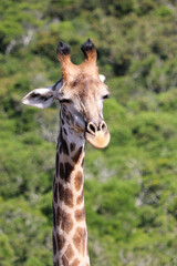 portrait of giraffe in the national park