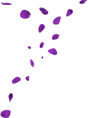 purple flower petals