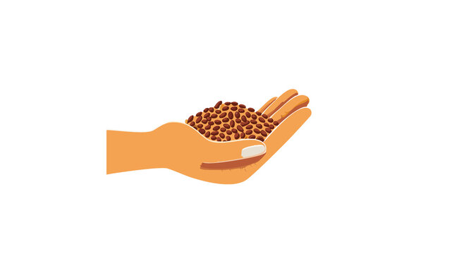mani che mostrano chicchi, grani di cereali, concetto di agricoltura sostenibile, sfondo bianco