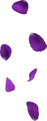 violet flower petals