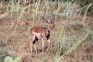 antelope pays attention for the tourists in the national park - 753713615
