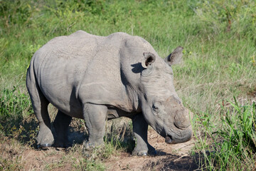 rhinoceros in the national park - 753713805