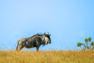 gnu in the national park - 753713816