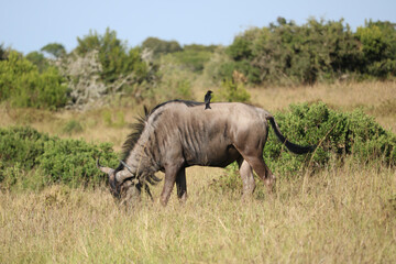 gnu in the national park - 753713837